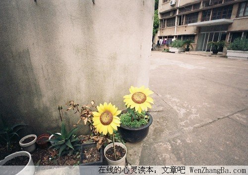 总有这么一篇文章，不经意间，写出你我的心声