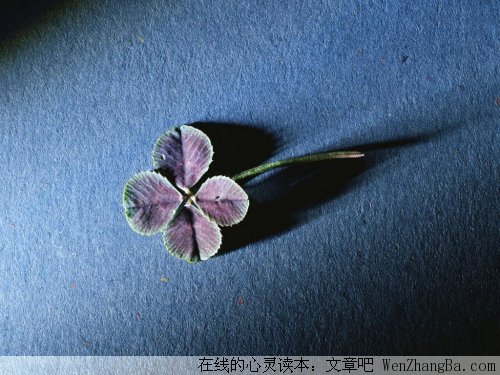 那些繁花似锦的句子，与人争艳！