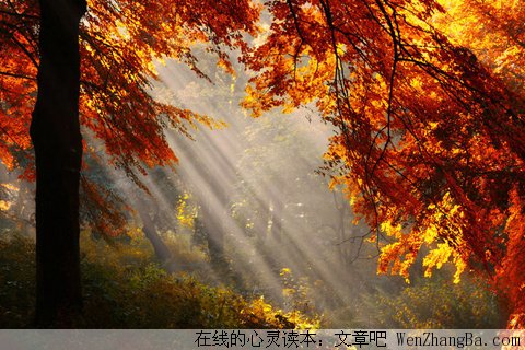 阳光的的味道
