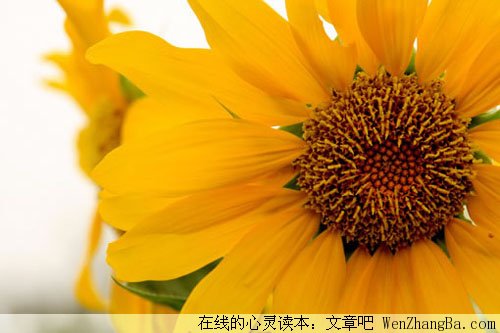 生活的纯粹