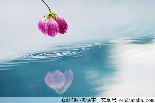 鸡汤的不幸