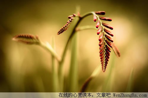 晚安的寓意