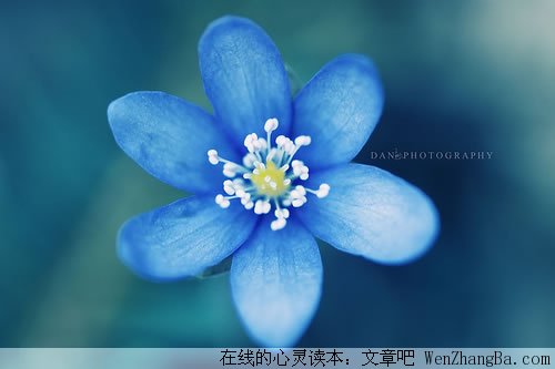 爱情幻想