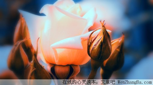 愚蠢的小执着