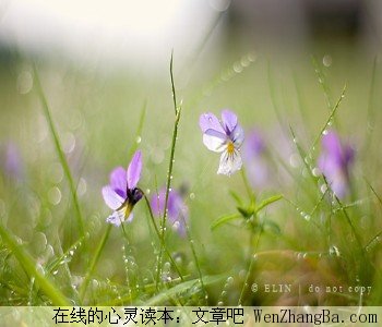 树后的那个背影