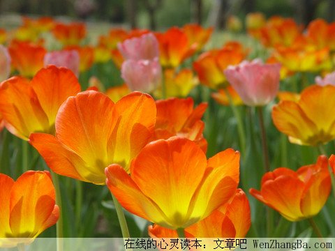 隐藏的爱
