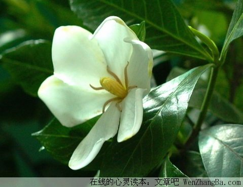 知足常乐