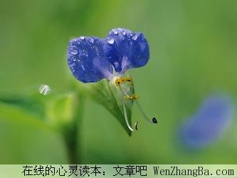 希望长存