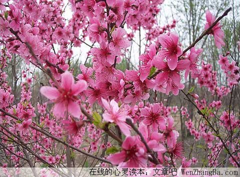 人面不知何处去，挑花依旧笑春风
