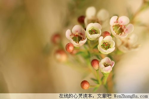 十多年的双簧演出