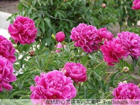 绽放的美丽