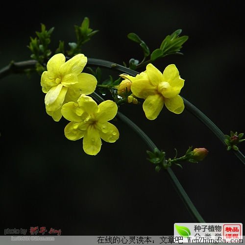 路上的小女孩