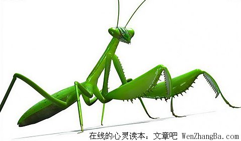 绽放生命