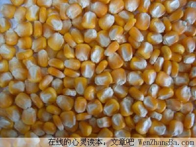 善良的种子开出了花