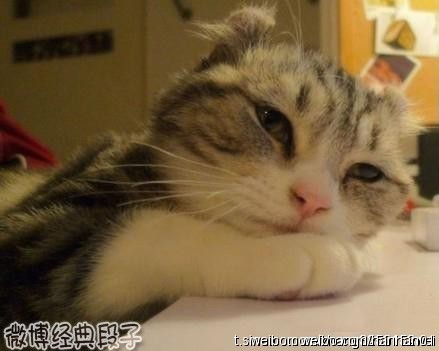 打猫咪不是错