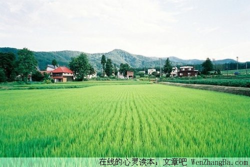 观察狼群的意外发现！