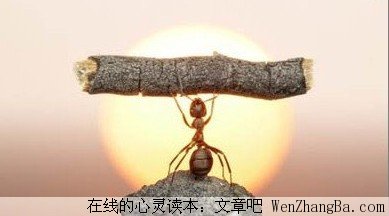 似蚁人生