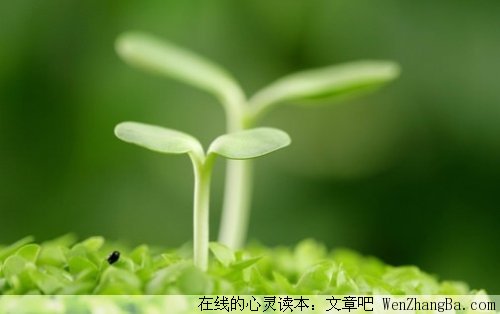 绽放的生命