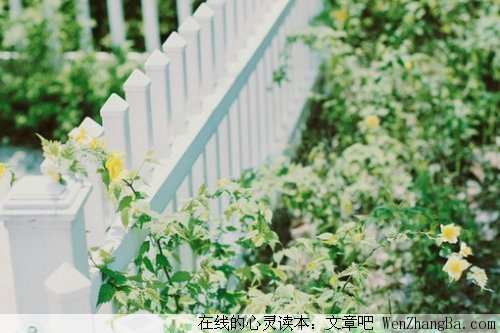 一颗树的奥秘
