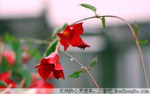 聆听那滴滴答答的雨声