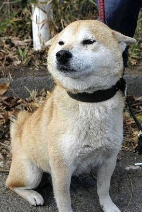 忠诚的狗，特权的人