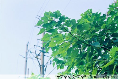 家里的树