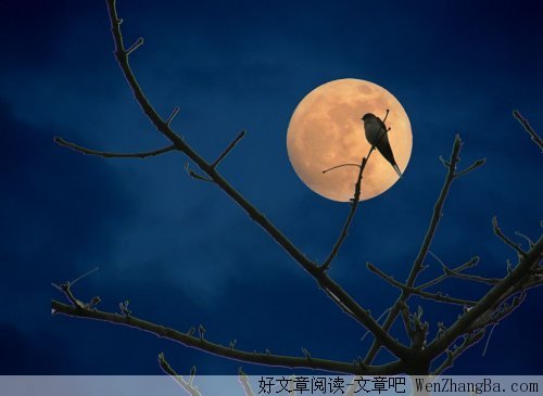 月下的夜晚