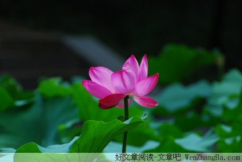 从生活中慢慢的领悟
