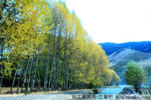 红玫瑰，白玫瑰