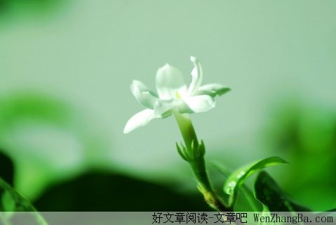 爱过就不后悔