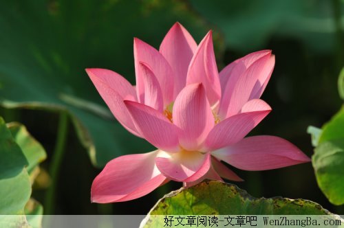 美的让人心疼的句子