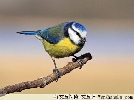 你没有必要为生活琐事所烦恼，记住这些话，做好自己！