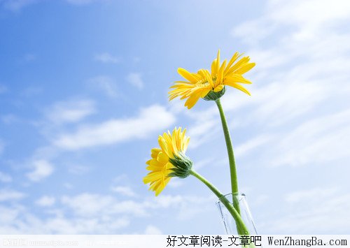 夏日虫儿飞