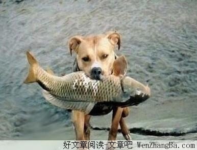 感动世界的捕鱼犬
