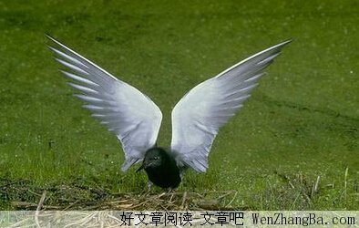 草原上最后一只鸟