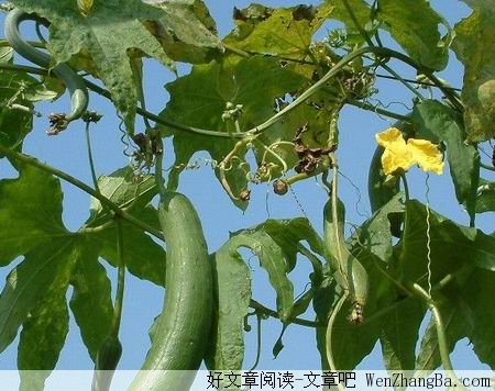 满架丝瓜笑秋风
