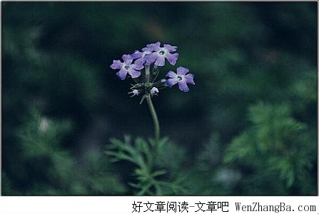 风住尘香花已尽