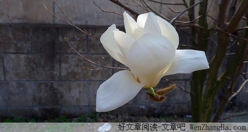 一勺糖与十勺糖