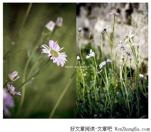 温暖心灵的花生