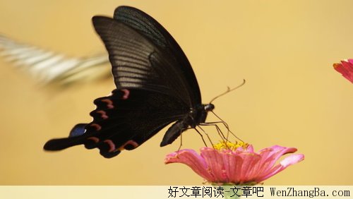 我需要这样的经理