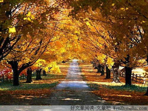 梧桐叶落秋渐深