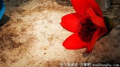 爱父母五不怨,你做到几个