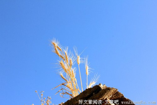 墙头草的智慧