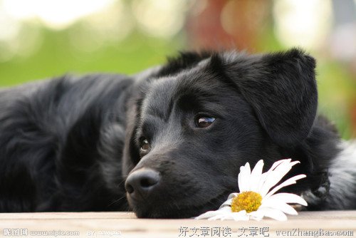 有一种爱让我泪流满面
