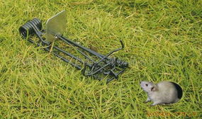 捕鼠器和鸡、猪、牛
