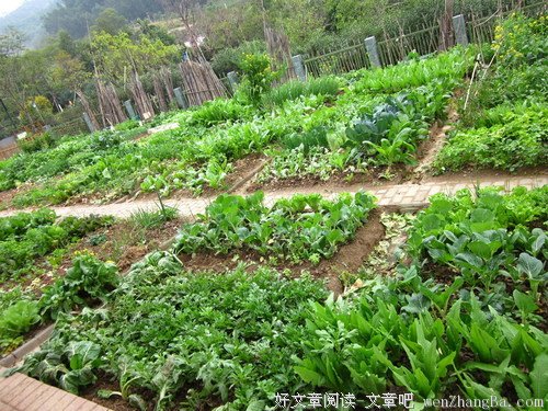 我在园子里