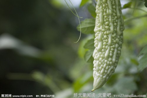 本色苦瓜