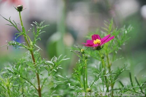 阳台上的无名花