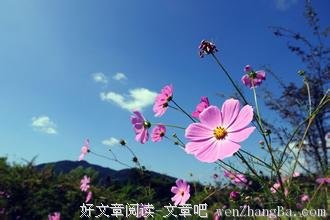 如果你不曾到过春天