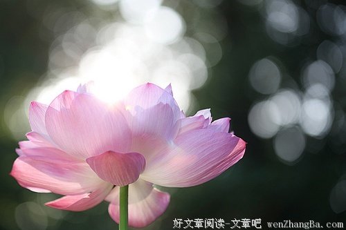 愿你在污泥世间，开出清净之莲